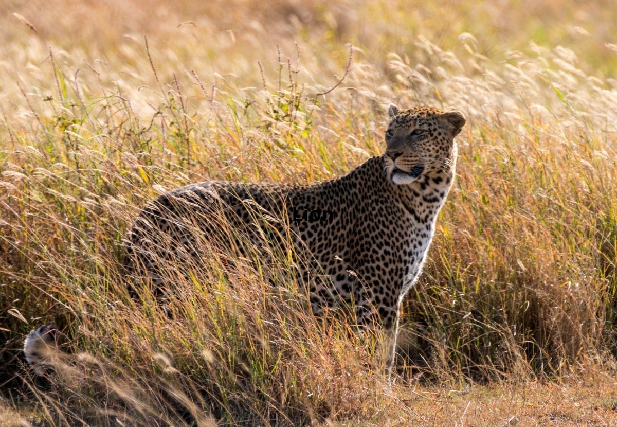 leopard in Serengeti