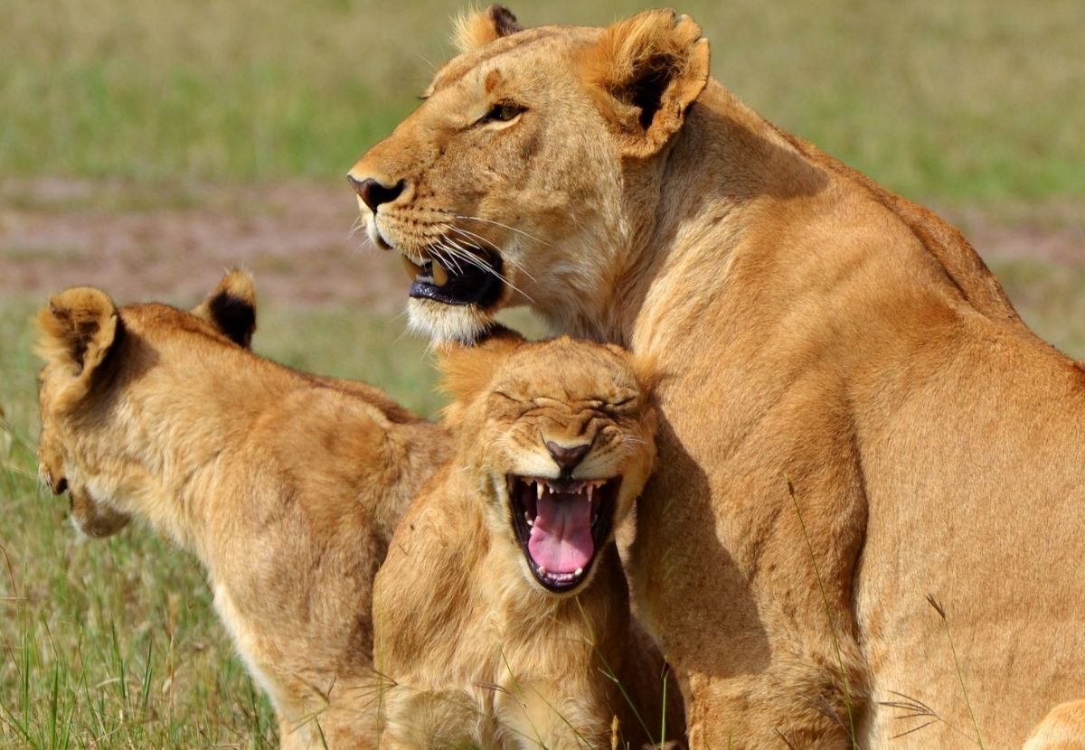 lions