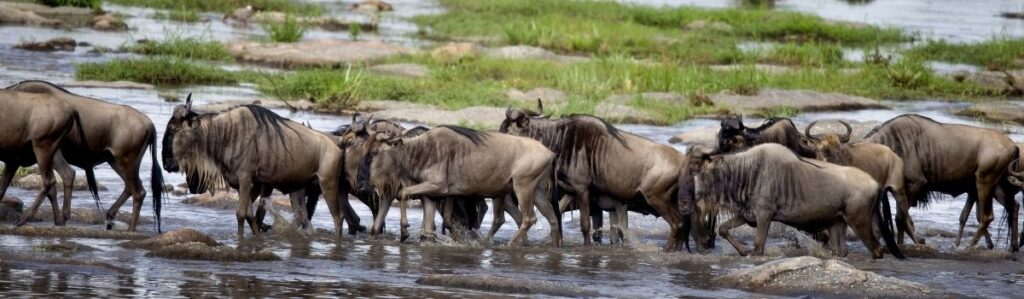 wildebeests